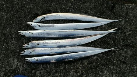 息子とその友達たちと朝マズメ釣行。今日も活…